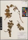 Foto von Salix cordifolia Pursh